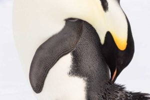 An Emperor penguin preening in Snow Hill, Antarctica