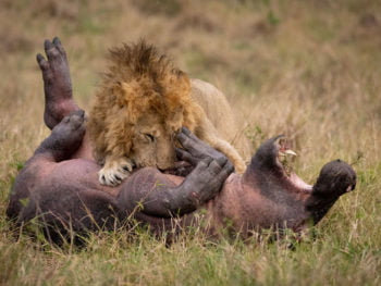 BLACKRAPID SPOTLIGHT: Harry Collins - Learn these 2 Things To Get Better Wildlife Shots 4 Lion and baby hippo in a struggle to the death