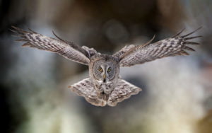 An owl in flight