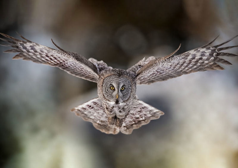 An owl in flight