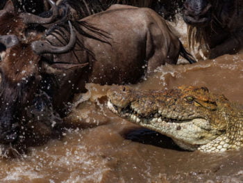BLACKRAPID SPOTLIGHT: Harry Collins - Learn these 2 Things To Get Better Wildlife Shots 3 Crocodile & Wildebeest